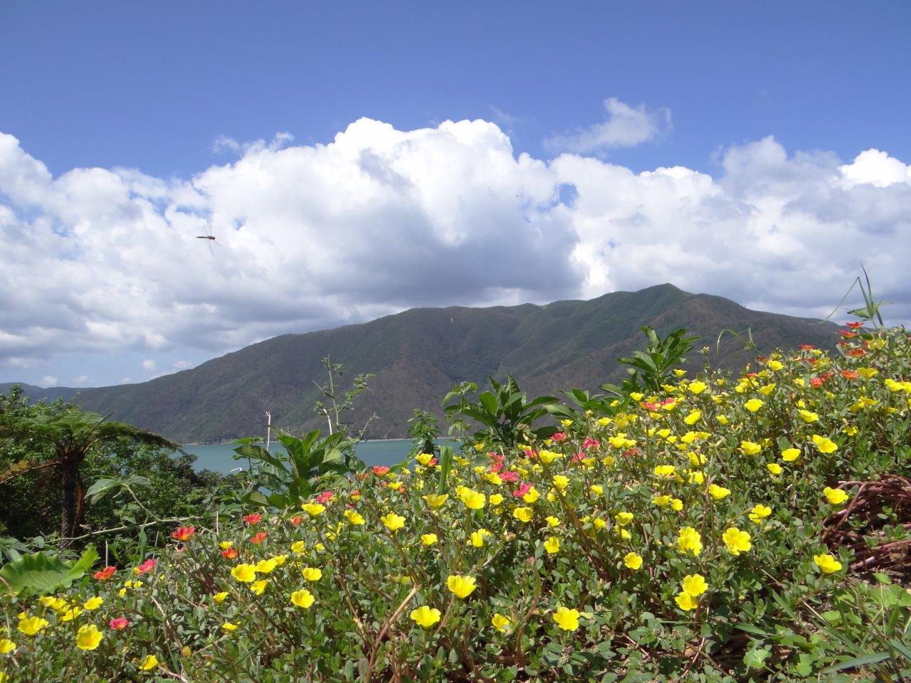 関西住用会 関西奄美会